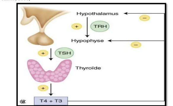 Figure 8 : Régulation de la production des hormones thyroïdiennes (Gauchez, 2014)              