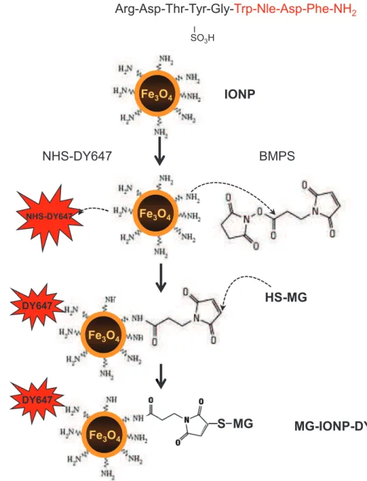 Fig. 1: Schematic representation of nanoconjugation method to magnetic iron oxide  nanoparticles
