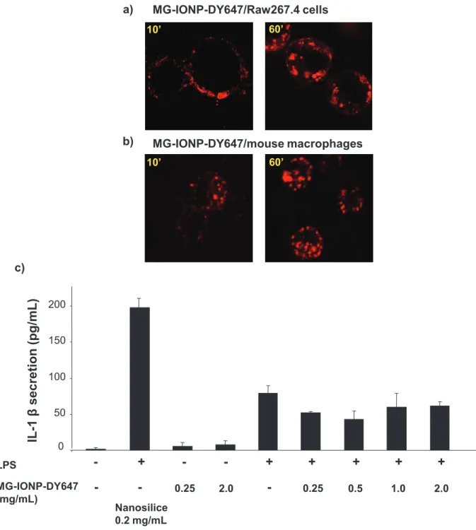 Fig. 3: Absence of inflammasome activation of macrophage by MG-IONP-DY647. a: Uptake of  nanoparticles by Raw 264.7 mouse leukaemic monocyte macrophages