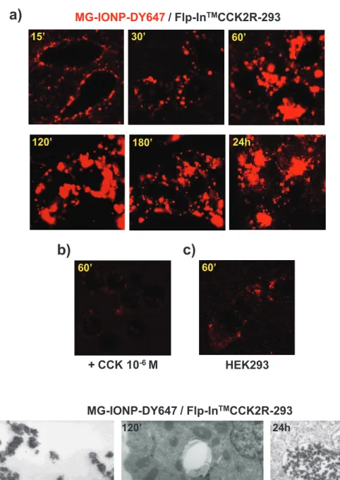 Fig. 4: MG-IONP-DY647 specifically bind to Flp-In TM CCK2R-293 cells and are subsequently  internalized and trapped within the cells