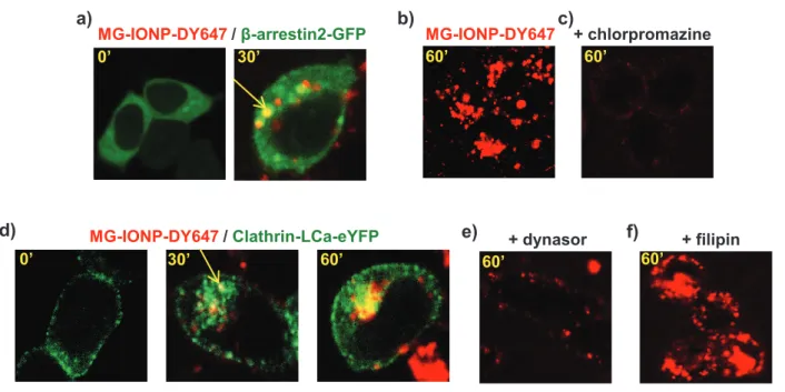 Fig. 5: Internalization of MG-IONP-DY647 in Flp-In TM CCK2R-293 cells occurs through CCK2R  endocytosic machinery