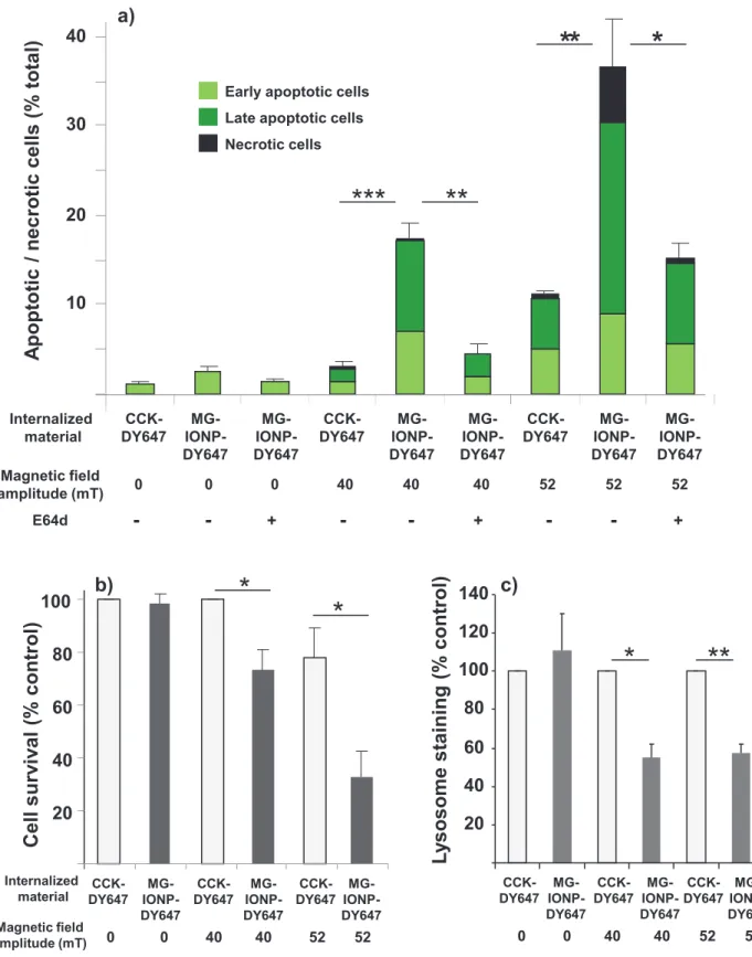 Fig. 10: Internalized MG-IONP-DY647 by tumoral cells exposed to an alternating magnetic field induce  apoptosis and cause cell death by affecting lysosome integrity