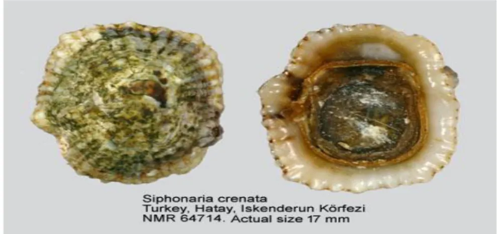 Figure 1 : Siphonaria crenata  I.2.1.2. Siphonaria belcheri : 