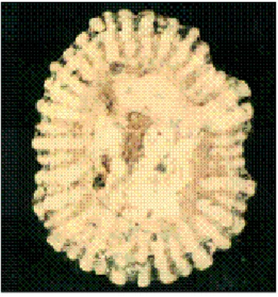 Figure 8: Siphonaria carbo (Hanley,1858).(1697).syn .s.tenuicostulata smith ,1903 