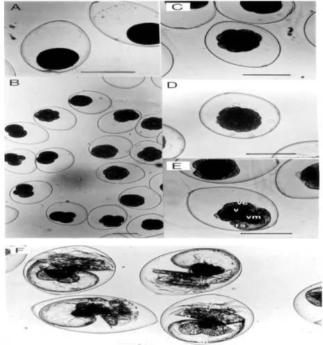 Figure 16: Série de stades de développement chez S. pectinata. A. Capsules d'œufs ellipsoïdales de  pontes fraîchement pondues avant le début du clivage