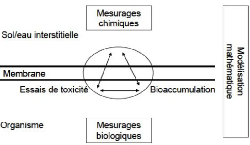 Figure 9 : Méthode  d’évaluation  de  la  biodisponibilité – relation  entre  essais  biologiques, bioaccumulation et essais chimiques (source ISO 17 402).