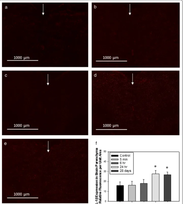 Fig. 10 Representative images of immunofluorescence expression of IL-1 β in the cerebral parenchyma of (a) control rats, or tissues collected from rats treated with 1 mg/kg TiO 2 (IV) at (b) 5 min; (c) 6 h; (d) 24 h; or (e) 28 days post-treatment