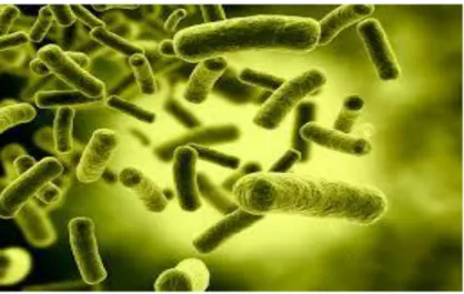 Figure 05 : Les Clostridium sulfito-réducteurs (CSR). 