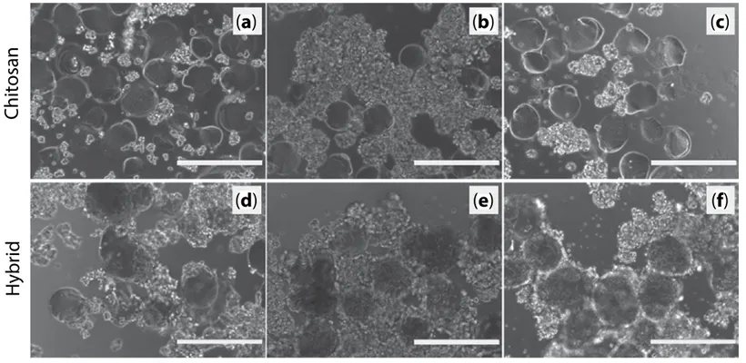 Figure 6  Optical micrographs of PC12 cells in the presence of microspheres made of either pure chitosan (a–c) or chitosan- chitosan-collagen mixtures (d–f) after 24 h (a, d), 48 h (b, e) and 74 h (c, f) of incubation.
