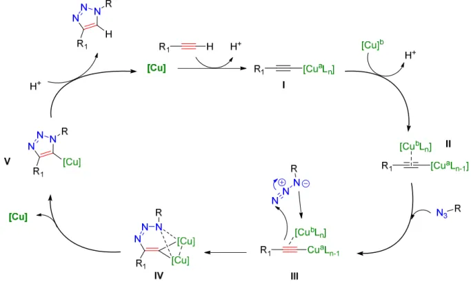 Figure 12 : Nouveau cycle catalytique de la CuAAC 