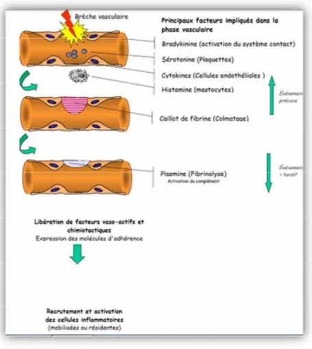 Figure 2 : La phase vasculaire (Prin et al.,  2009). 