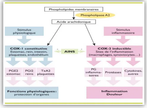 Figure 4: Mécanisme d’action de l’anti inflammatoire non stéroïdien (Hilda et al., 2010)