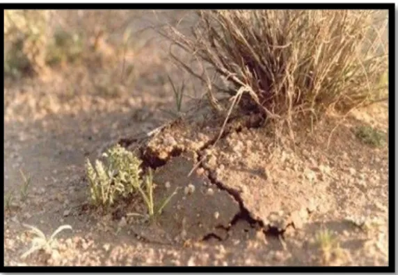 Figure 9 : Craquèlement du sol sableux indiquant la présence des ascocarpes de terfez                              (Loizides et al., 2011) 