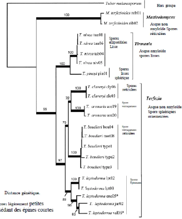 Figure 10 : Position des Terfèzes dans la classification des Ascomycètes (Trappe, 1979 et  Delmas, 1989)