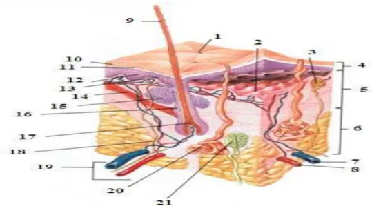 Figure 01 : Coupe anatomo-histologique d’une peau saine. 1- Pore de transpiration, 2-      Jonction dermoépidermique, 3- Terminaison nerveuse (toucher), 4- Épiderme, 5-  Derme,  6-  Hypoderme,  7-  Veine,  8-  Artère,  9-  Poil,  10-  Couche  cornée,  11- 