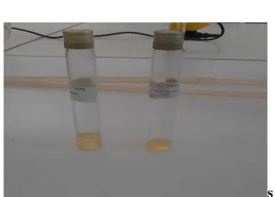 Figure 9 : les huiles essentielles de  R. officinalis   de deux régions Mostaganem et Relizane  obtenue par hydro-distillation (photo originale)