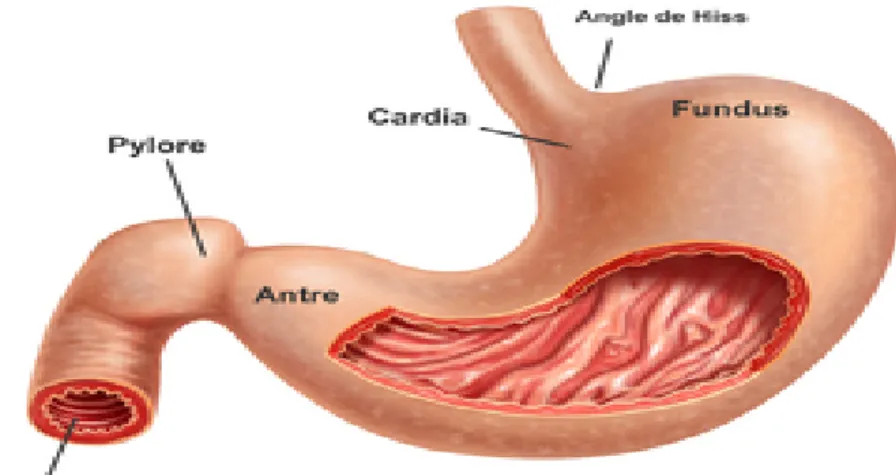 Figure 2 : Anatomie de l’estomac(9) 