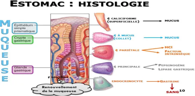 Figure 5 : Les différentes cellules de muqueuse gastrique (14)  