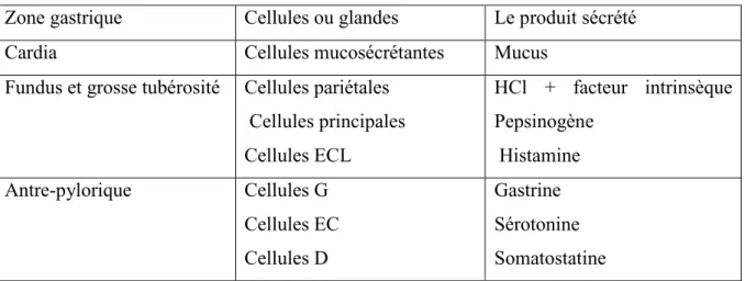 Tableau 1 :Le  résume des différentes sécrétions gastriques en fonction des parties de  l’estomac (10), (11)