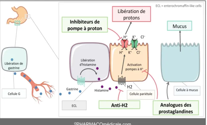 Figure 9: Mécanisme d’action des différentes molécules (36).