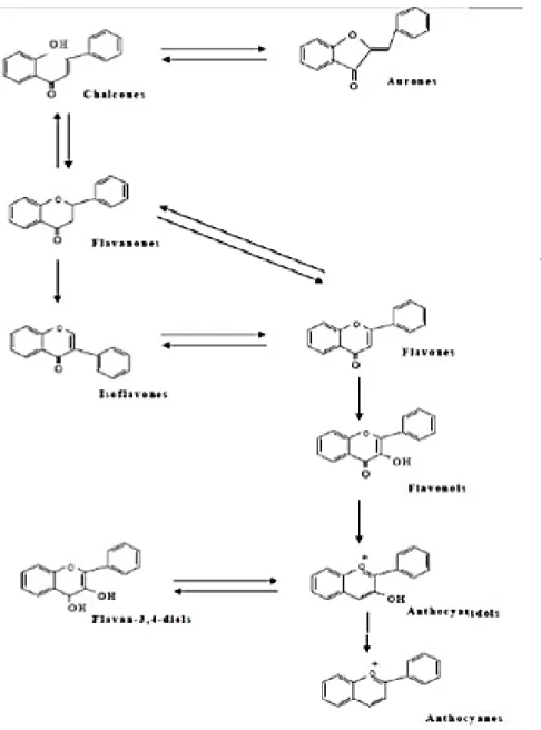 Figure 02:Différentes classes de flavonoïdes. 