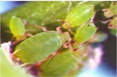 Figure 03:Puceron vert des agrumes; Aphisspiraecola(originale, 2018) . 