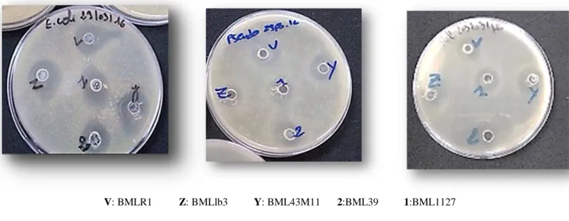Figure 08 : Variation des diamètres des zones d’inhibition de trois souches lactiques  et de témoin positif Vis-à-Vis de quelques bactéries pathogènes selon la méthode des puits 