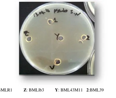 Figure 11 : Variation des diamètres des zones d’inhibition de cinq souches lactiques   positif  Vis-à-Vis de quelques bactéries pathogènes selon la méthode des puits  (Surnageant neutraliser)