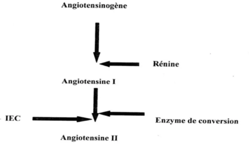 Figure 03 : le système rénine angiotensine (SRA) (Boubchir, 2009)