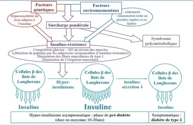 Figure 2 : physiopathologie de diabète de type 2 (Nedelec, 2018). 