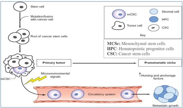 Figure 3 : Rôle des cellules souches cancéreuses dans les cancers (Al-Hajj , 2004). 