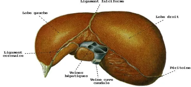 Figure 02. Structure du foie  [2].   