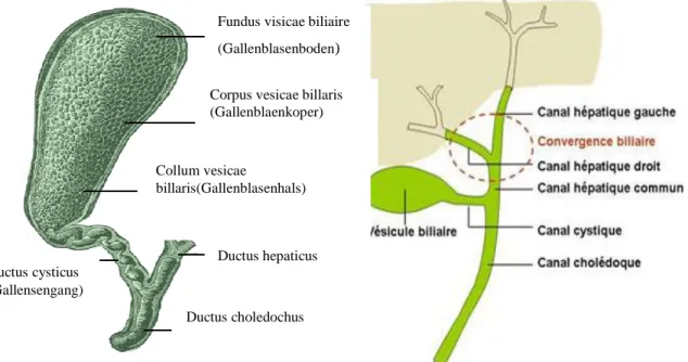 Figure 04. Schéma de la vésicule biliaire  [3].