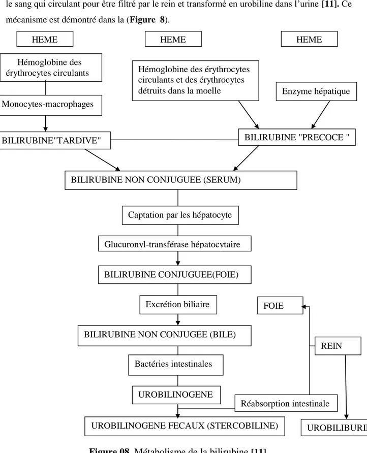 Figure 08. Métabolisme de la bilirubine  [11]. 