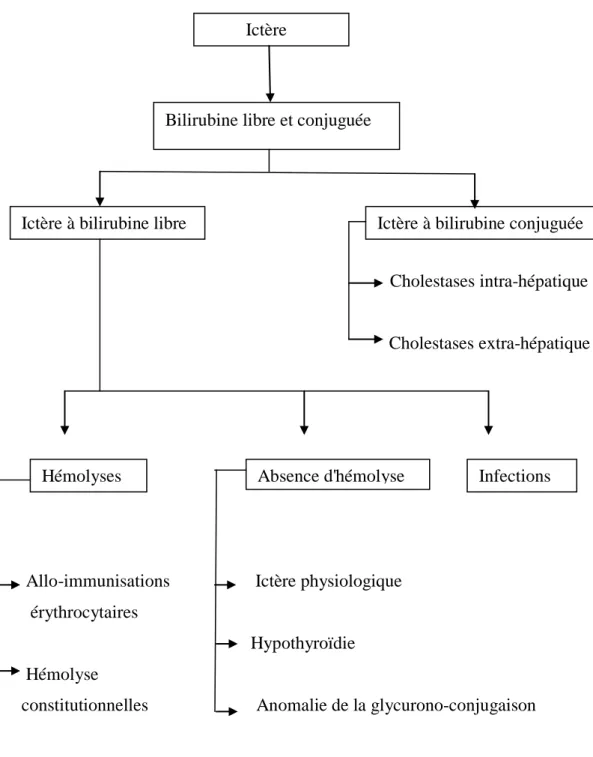 Figure 12.   Les principes étiologies d’ictères. 