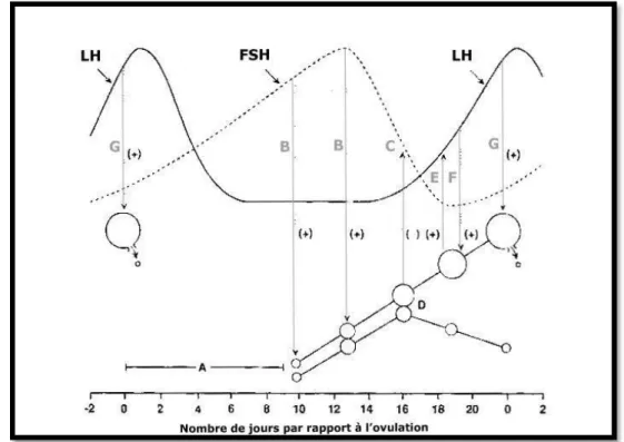 Figure 3 : Interactions entre le niveau d’hormones gonadotropes,   la folliculogenèse et l’ovulation  (D’après Ginther, 1992)