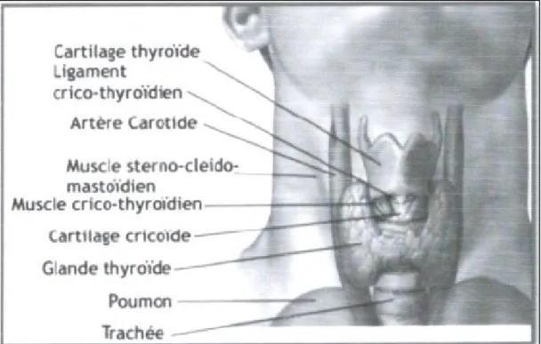 Figure 1 : situation de la glande thyroïde (Gossot et al, 2010) 