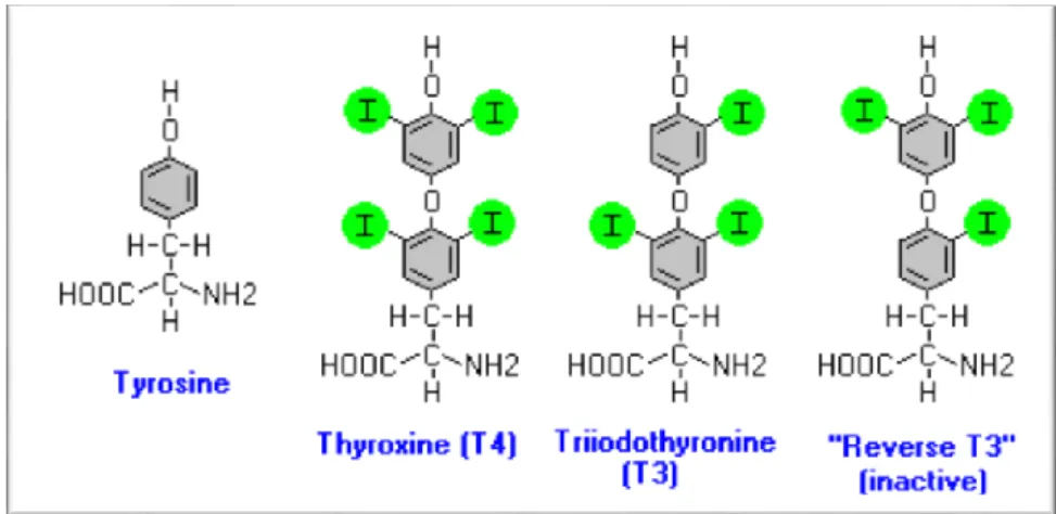 Figure 2: structure des hormones thyroïdiennes (Feldman et Nelson, 1996)