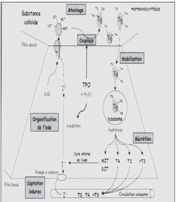 Figure 3: les étapes de la synthèse des hormones thyroïdiennes (Pérez, 2007). 