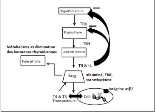 Figure 5: Régulation des hormones thyroïdiennes (Schlenker, 2012) 