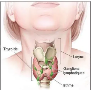 Figure 1. Schéma de la thyroïde (Source : National Cancer Institute) 