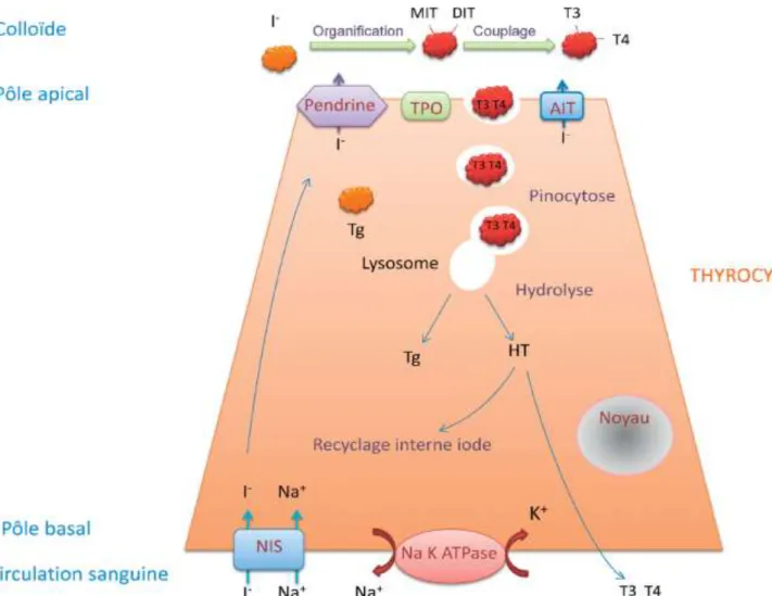 Figure 6. Représentation schématique des étapes de biosynthèse des hormones thyroïdiennes [1]