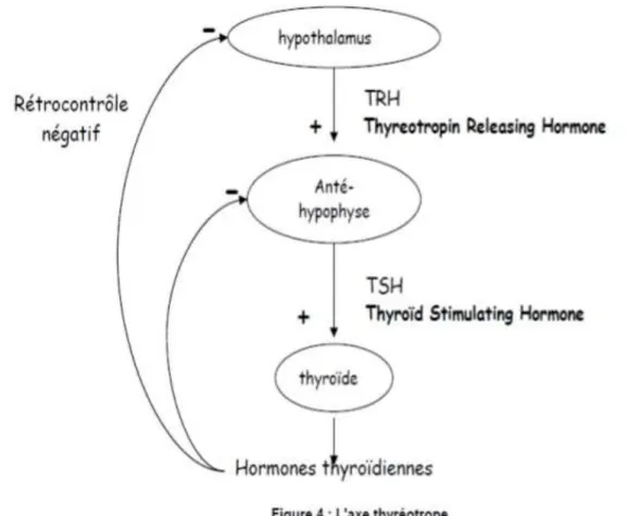 Figure 8. L’axe thyréotrope [16].   