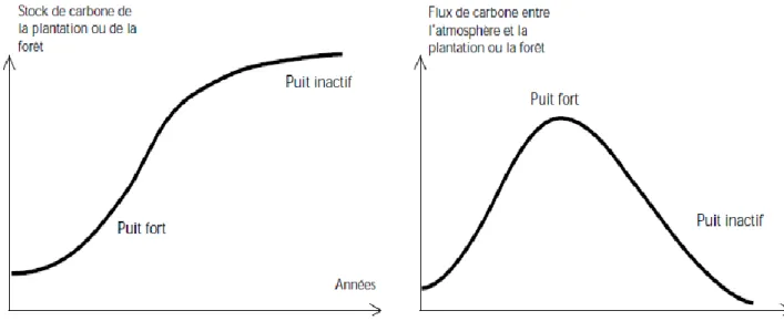 Figure 2. Modèle simplifié des stocks et flux de carbone (cas d’une forêt plantée) 