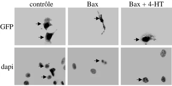 Figure S1. L’activation de la voie des MAPK1/3 inhibe la mort induite par surexpression de  Bax 