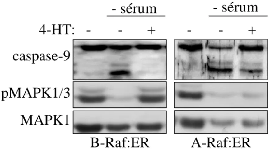 Figure S3. Inhibition du clivage de la caspase 9 par les isoformes A-∆Raf :ER et B-∆ Raf :ER  dans les cellules CCL39 