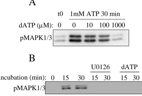 Figure S5. L’ajout d’ATP à des extraits cellulaires active les MAPK1/3  