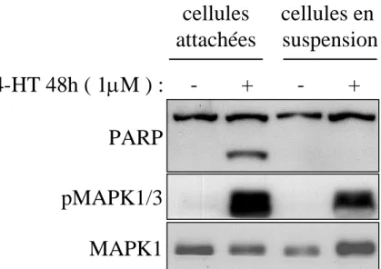 Figure S5. La mort induite par la voie des MAPK1/3 dépend de l’ancrage cellulaire 
