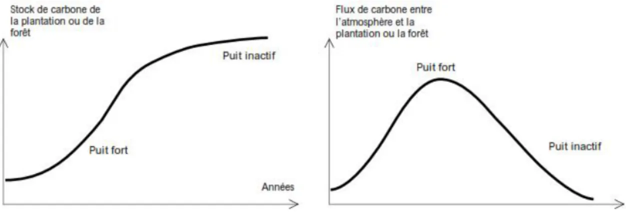 Figure 08 : Modèle simple des stocks et flux de carbone dans une foret plantée (Watson et al., 2000)