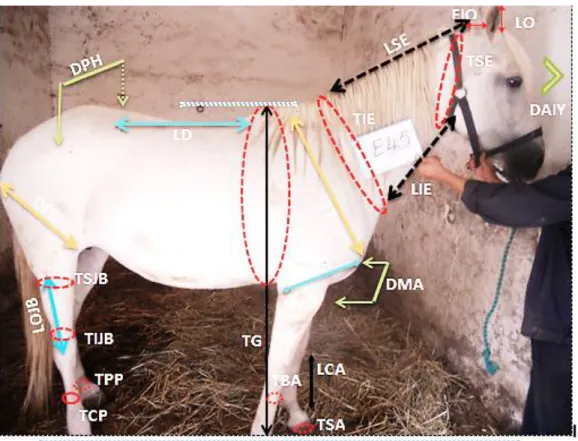 Figure 06 : Schématisation des points de prise des mesures 